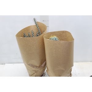 CACTUS VARIADO P19