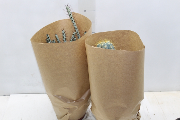 <h4>CACTUS VARIADO P19</h4>