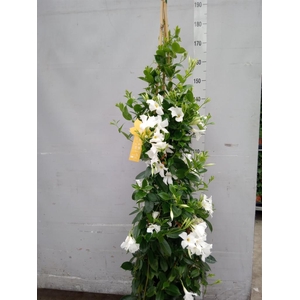 Mandevilla sand. 'SumStar White'