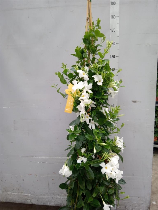 <h4>Mandevilla sand. 'SumStar White'</h4>