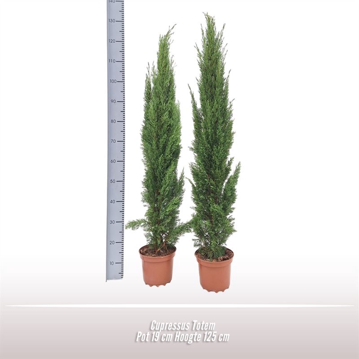 <h4>Cupressus Totem</h4>