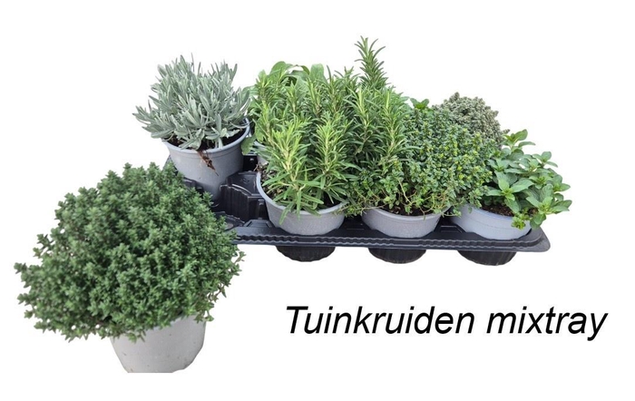 <h4>TUINKRUIDEN GEM</h4>