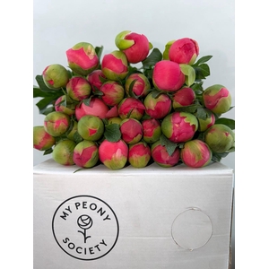 Paeonia Coral Sunset