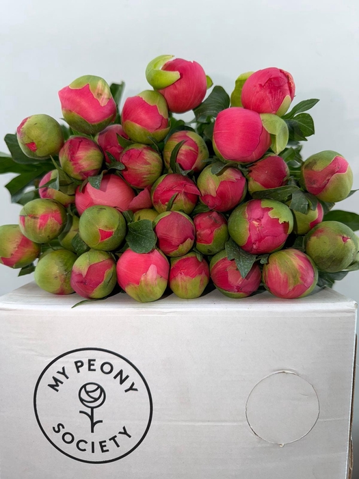 Paeonia Coral Sunset