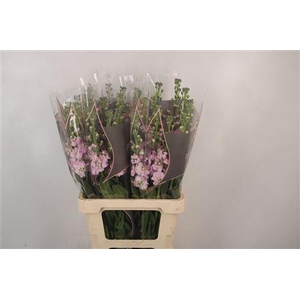 Matth Phant Light Pink