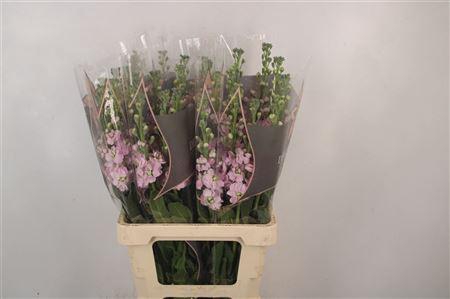 <h4>Matth Phant Light Pink</h4>