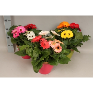 Arr21 Gerbera Joybera Gemengd