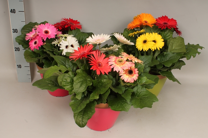 Arr21 Gerbera Joybera Gemengd