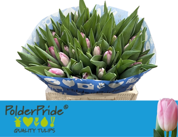 <h4>TU EN DYNASTY</h4>