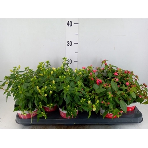 Fuchsia  'Bella Fuchsia'  .mix hang