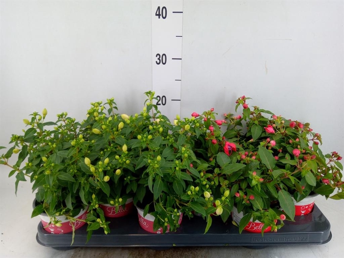 <h4>Fuchsia  'Bella Fuchsia'  .mix hang</h4>