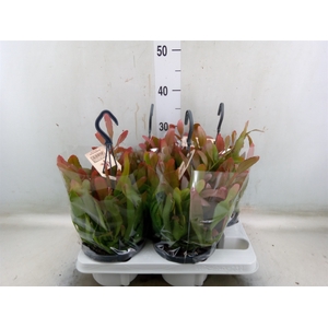 Rhipsalis   ...