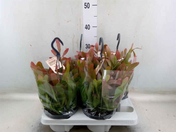 <h4>Rhipsalis   ...</h4>