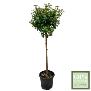 Viburnum tinus 'Eve Price' 1/2 Stem P30