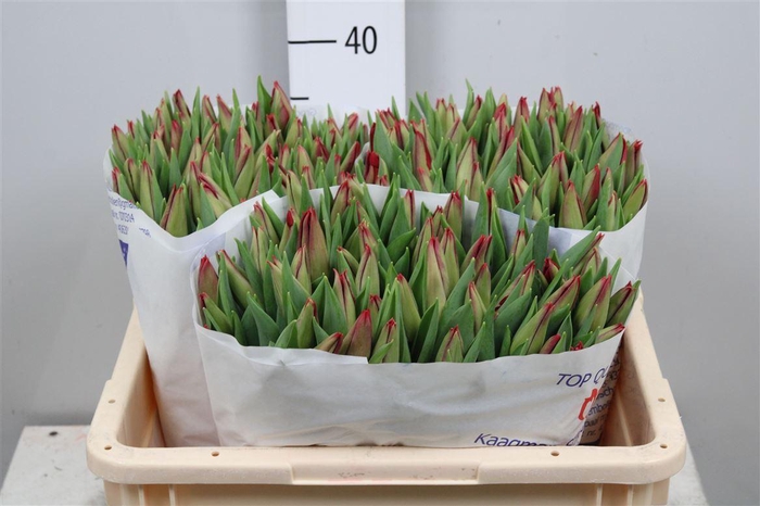 <h4>Tu En Strong Fire</h4>