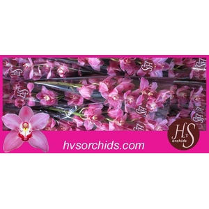 CYMB T PRINCESS 60 CM