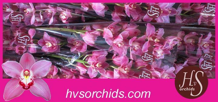 <h4>CYMB T PRINCESS 60 CM</h4>