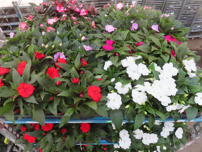 <h4>IMPAT NG MIXK 4 KL</h4>