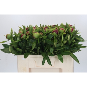 Paeonia Red Charm