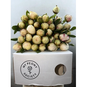 Paeonia Bowl Of Cream