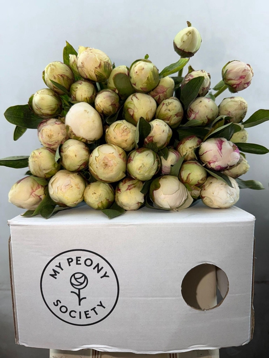 <h4>Paeonia Bowl Of Cream</h4>