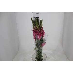 BOCA DE LEAO MONACO ROSE 080 CM