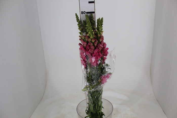 <h4>BOCA DE LEAO MONACO ROSE 080 CM</h4>