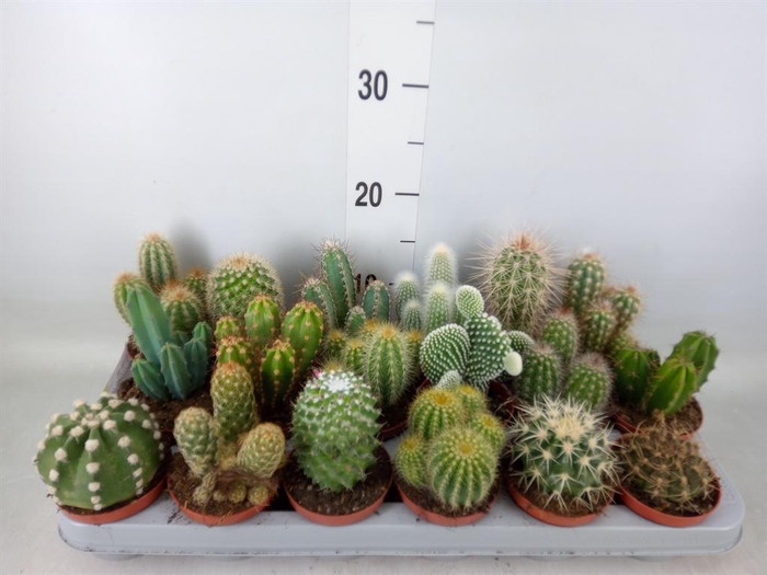 <h4>Cactus   ...mix</h4>