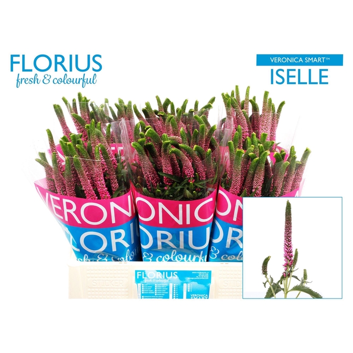 <h4>Veron Smart Iselle</h4>