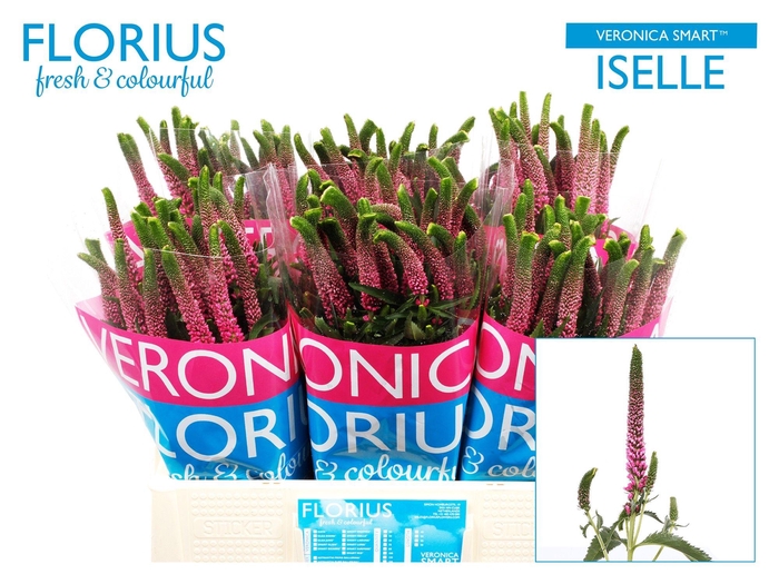 <h4>Veron Smart Iselle</h4>