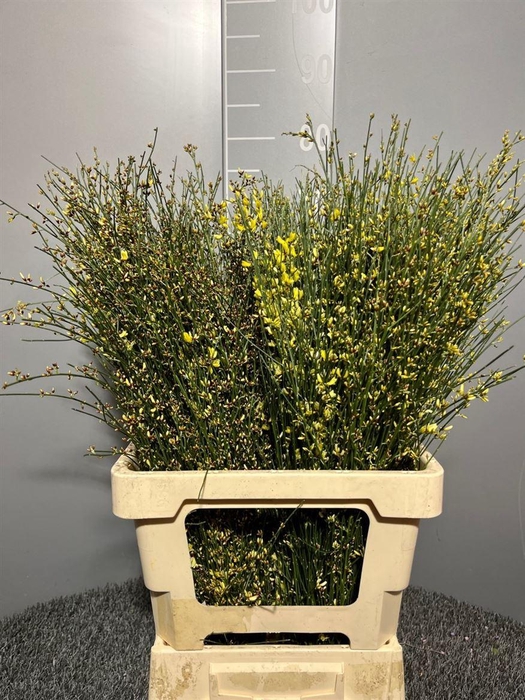 <h4>Genista Col Yellow 200gr</h4>