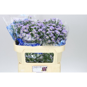 Aster Cassandra
