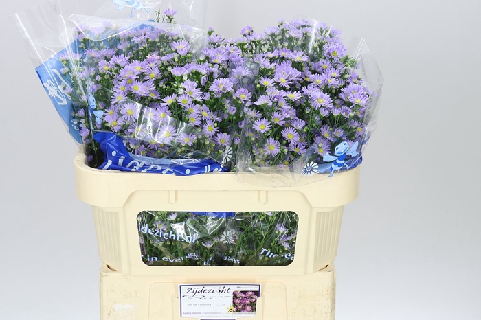 Aster Cassandra