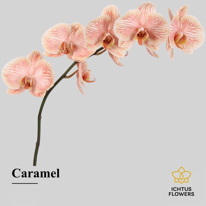 <h4>Phalaenopsis</h4>