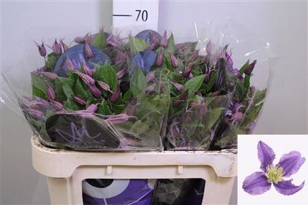 <h4>Clematis integrif. 'Amazing Rome'</h4>