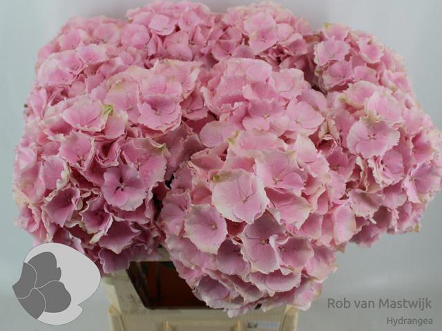 <h4>HYDR M CH VERENA</h4>