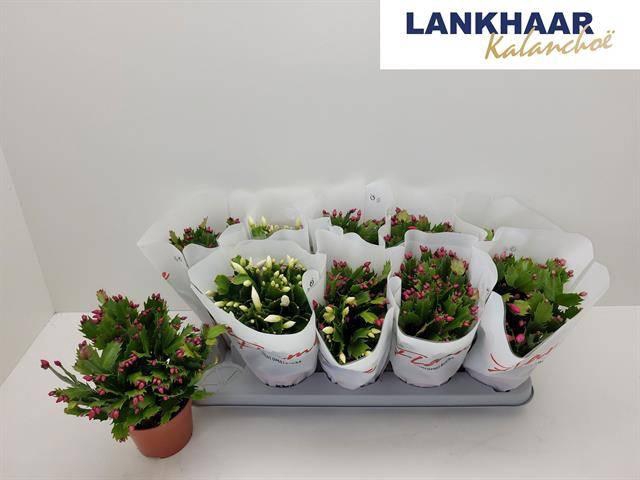 <h4>SCHLUMB FLAME GEM</h4>