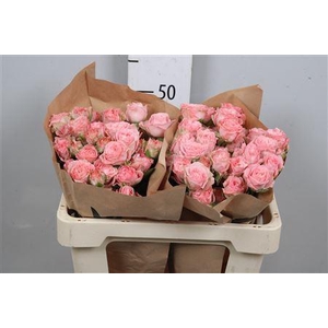 R Tr Madam Bombastic