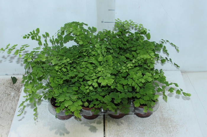 <h4>AVENCA VARIADA P09</h4>