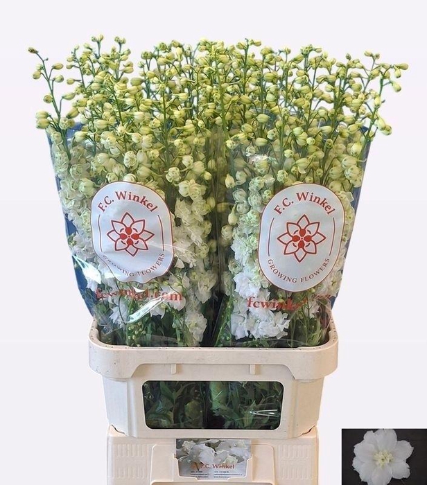 <h4>DELPH DU CENT WHITE</h4>