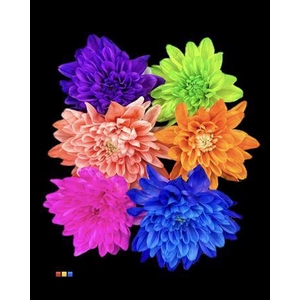 Chr T Euro Mix 6 Colors