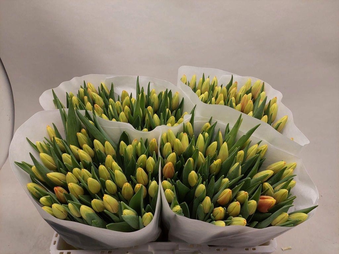 <h4>Tulipa si denmark</h4>