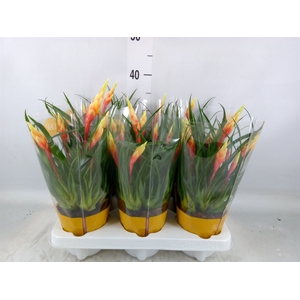 Vriesea  'Shannon'