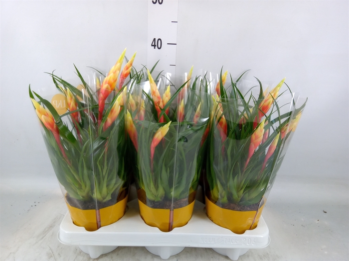 <h4>Vriesea  'Shannon'</h4>