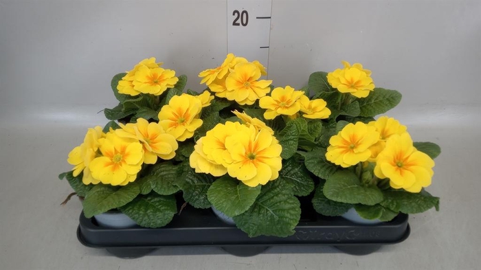 <h4>Primula ac.   ...</h4>