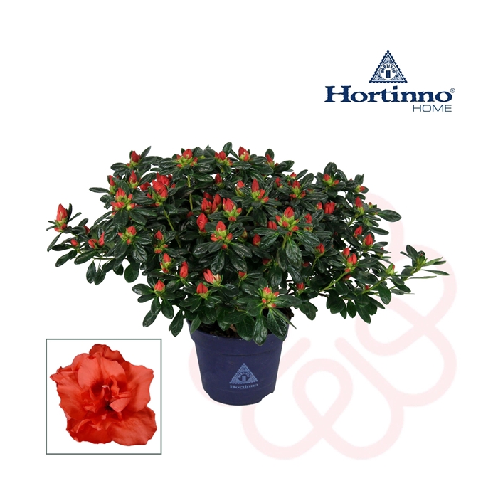 <h4>Rhodo. Hortinno Classic Rouge</h4>