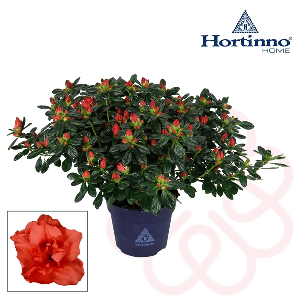 Hortinno® Home 'rood' 35 - 37 cm
