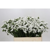 Limonium sinuatum Silvery Sun Birds