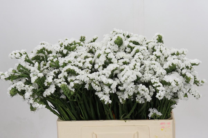 <h4>Limonium Silvery Sun Birds</h4>