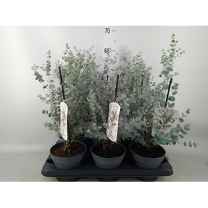 Eucalyptus gunnii 'Blue Ice'